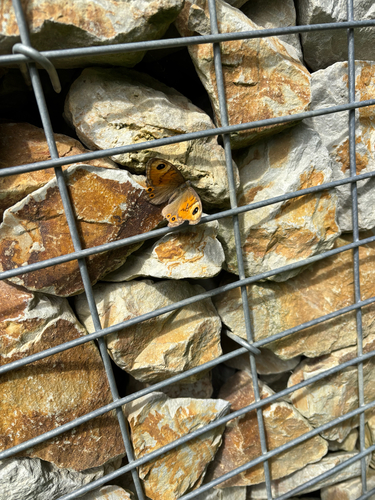 Large Wall Brown