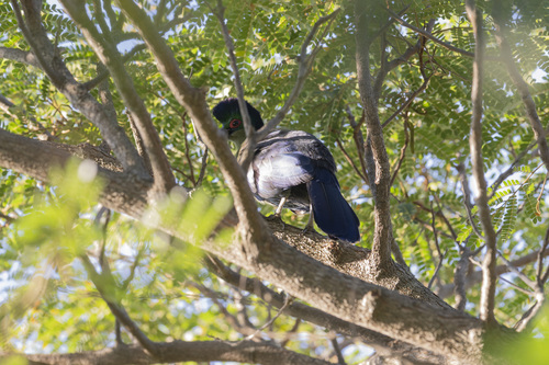 Purple-crested Turaco
