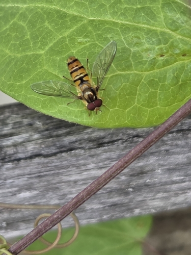 Marmalade Hover Fly