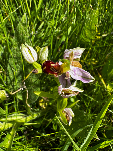 Bee Orchid