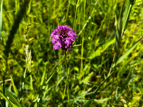 pyramidal orchid
