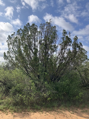 redberry juniper