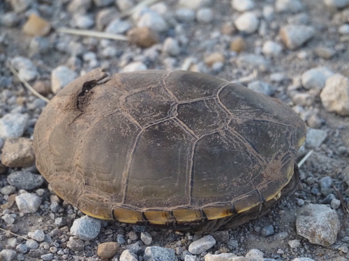 Yellow Mud Turtle