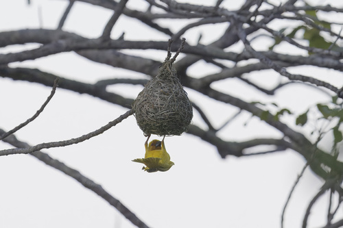 African Golden-Weaver
