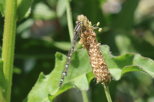 Common Blue Damselfly