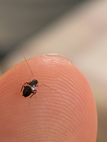 Variable Cockroach