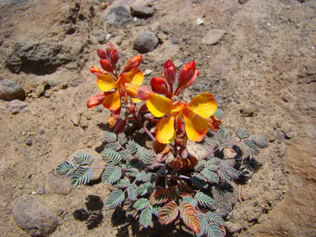 Hoffmannseggia minor from isla del pescado, Bolívia on December 23