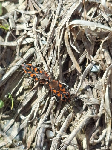 Spilostethus saxatilis