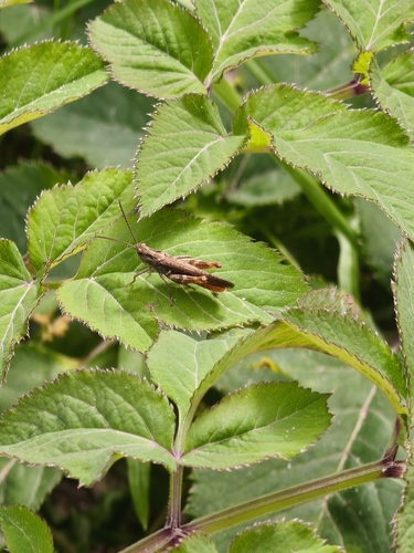 Common Field Grasshopper