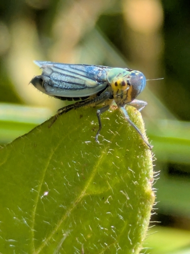 Green Leafhopper
