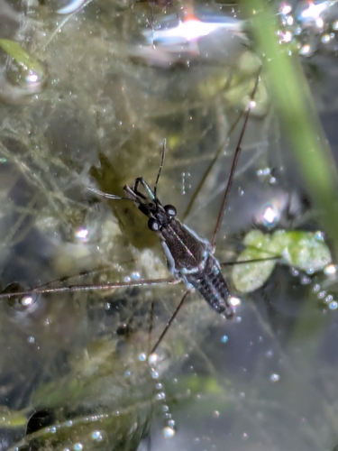Gerris argentatus