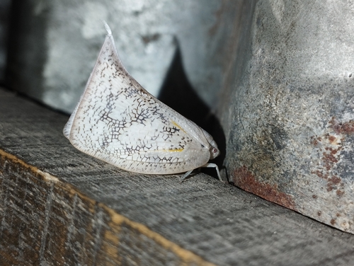 White moth cicada
