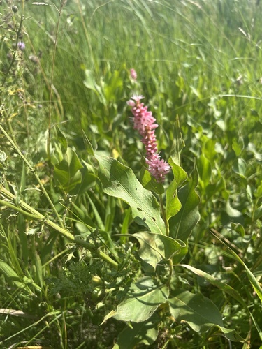 water smartweed
