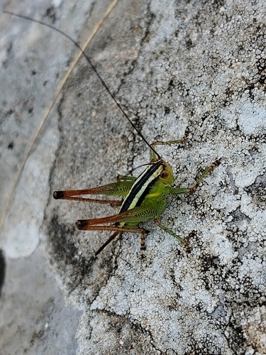 Striated Bush-cricket