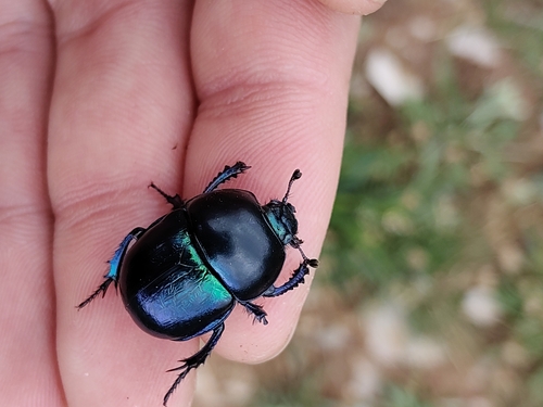 Springtime Dung Beetle