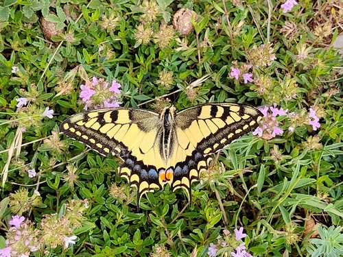 Old World Swallowtail