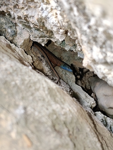 Blue-throated Keeled Lizard