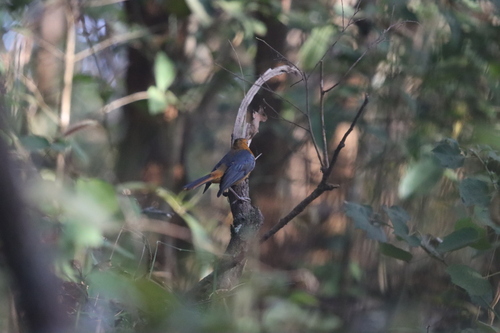 Red-capped Robin-Chat