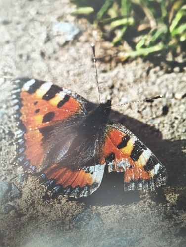Small Tortoiseshell