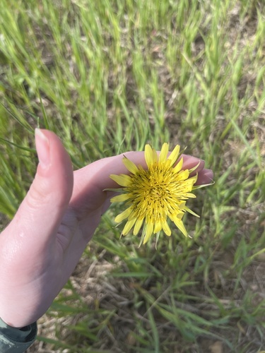 Yellow Salsify