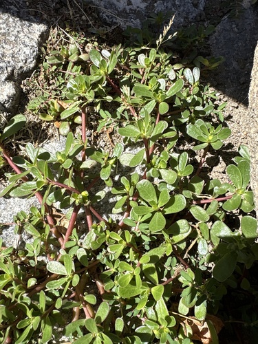 Common Purslane