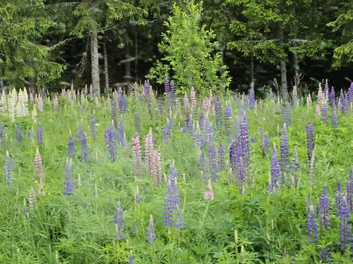 Large-leaved lupine