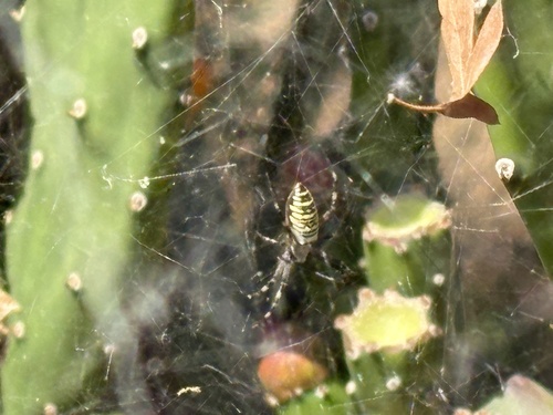 Wasp Spider