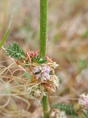 Clover Dodder
