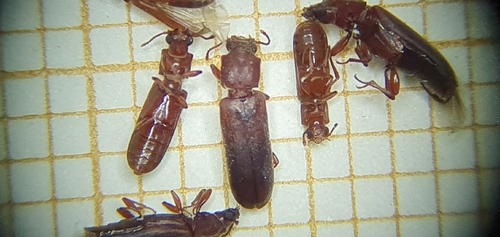 Trogoxylon impressum