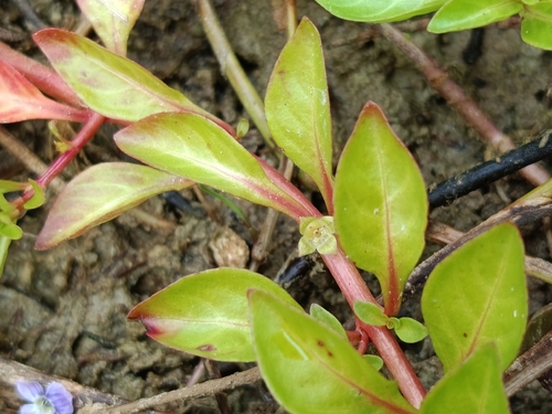 Water Purslane