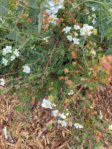 shrubby cinquefoil