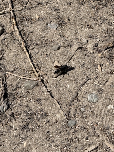 iNaturalist observation photo of Thread-waisted Wasps