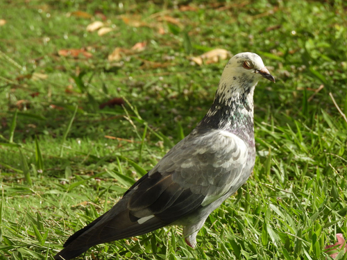 Feral Pigeon