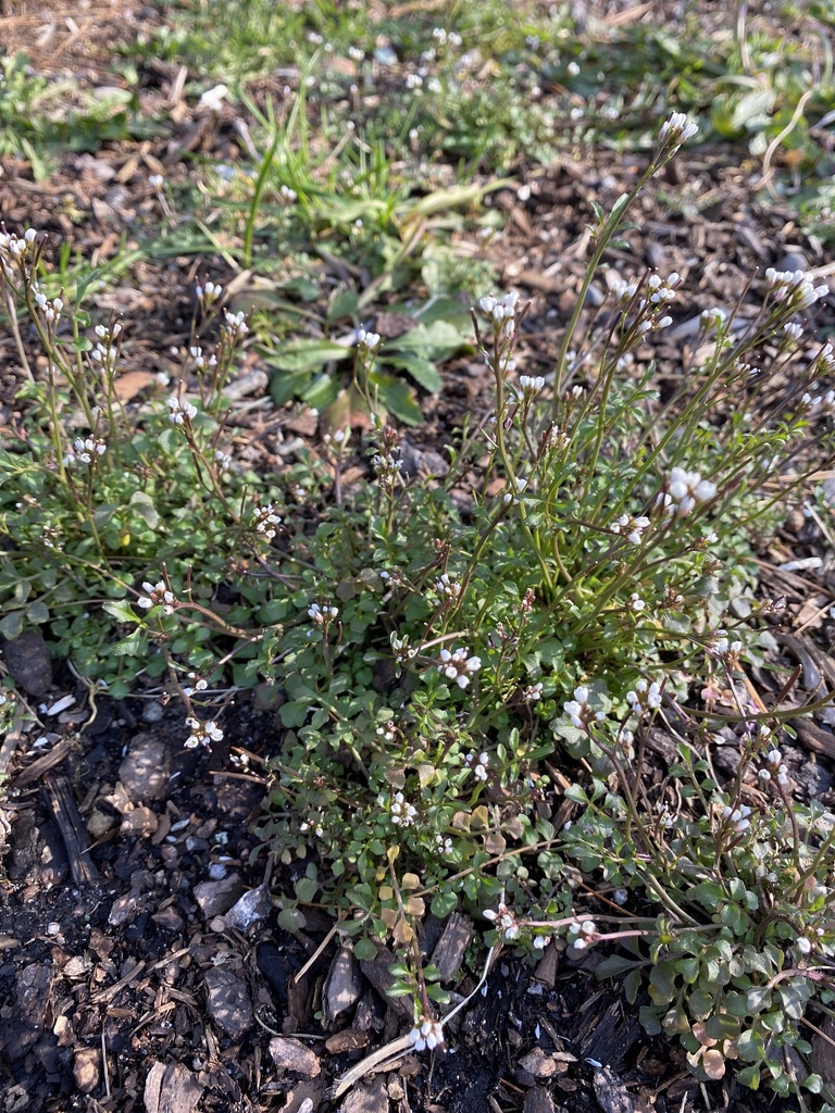 bittercresses from Baltic Ave, North Easton, MA, US on April 19, 2020