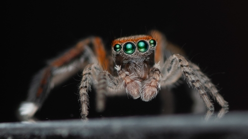 Beardfooted spider