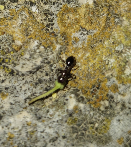 Camponotus lateralis