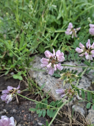 purple crownvetch