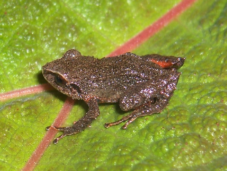 Tungurahua Rainfrog