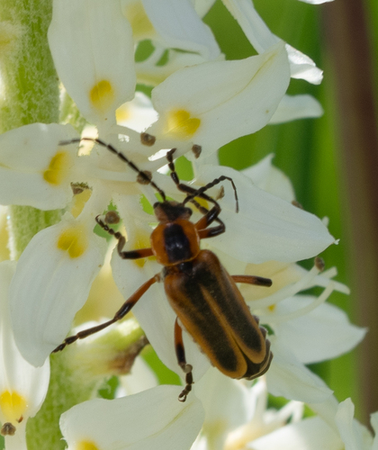 Margined Leatherwing Beetle