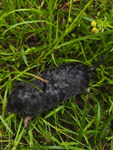 European Mole