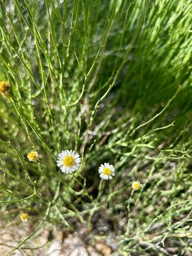 Spiny Chloracantha