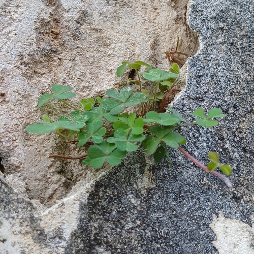 Creeping Woodsorrel