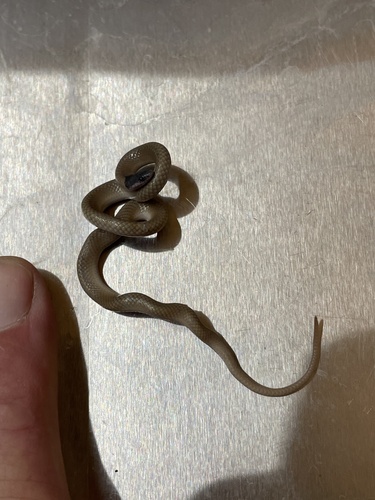 Southwestern Blackhead Snake