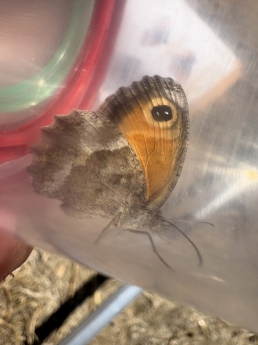 Southern Gatekeeper