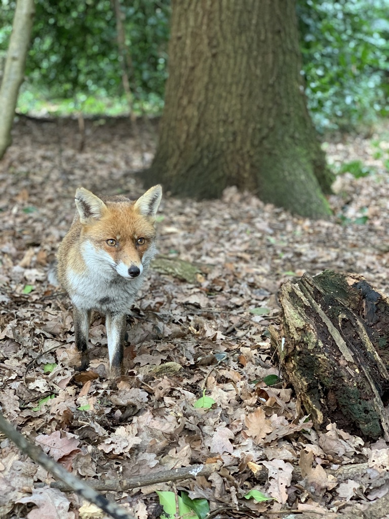 Red Fox from Greenwich Park, London, England, GB on March 03, 2020 at ...