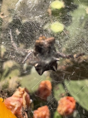 Tropical Tent-web Spider