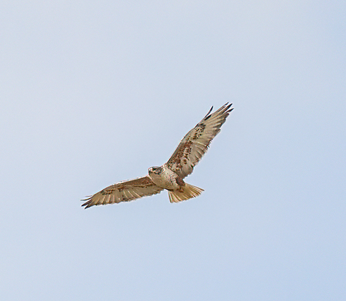 Ferruginous Hawk