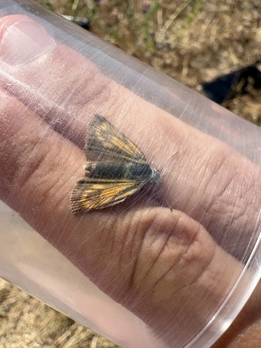 Lulworth Skipper