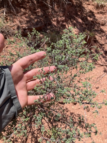 feather dalea