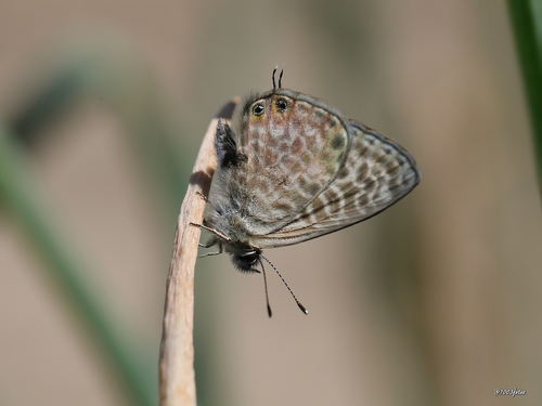 Lang's Short-tailed Blue